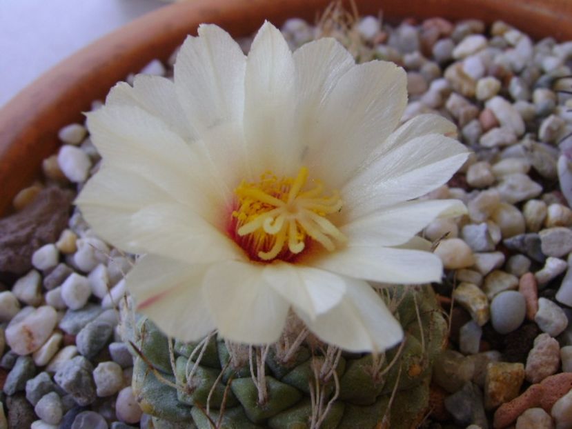 Strombocactus disciformis - Cactusi 2017 bis