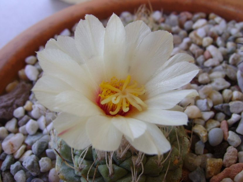 Strombocactus disciformis - Cactusi 2017 bis