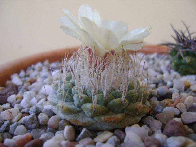 Strombocactus disciformis - Cactusi 2017 bis