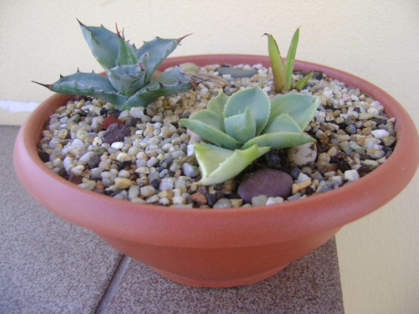 Grup de 3 agave - Agave si Yucca 2017