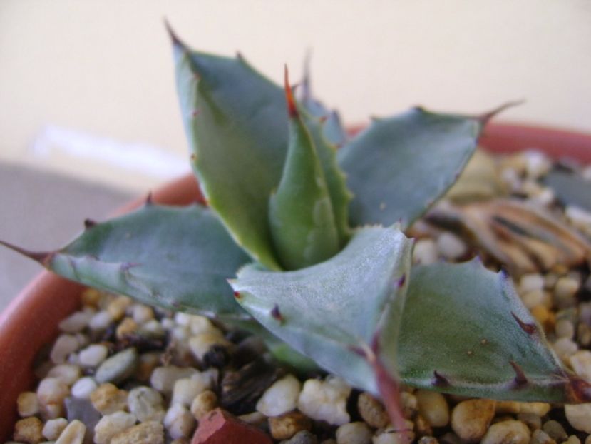 Agave colorata - Agave si Yucca 2017