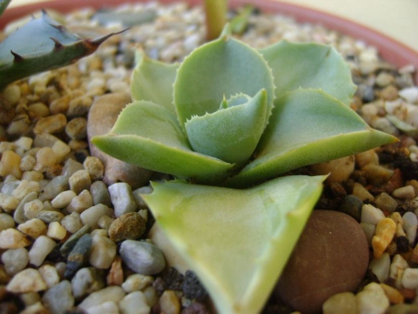 Agave isthmensis cv. Orhi Razin Shirifukurin - Agave si Yucca 2017