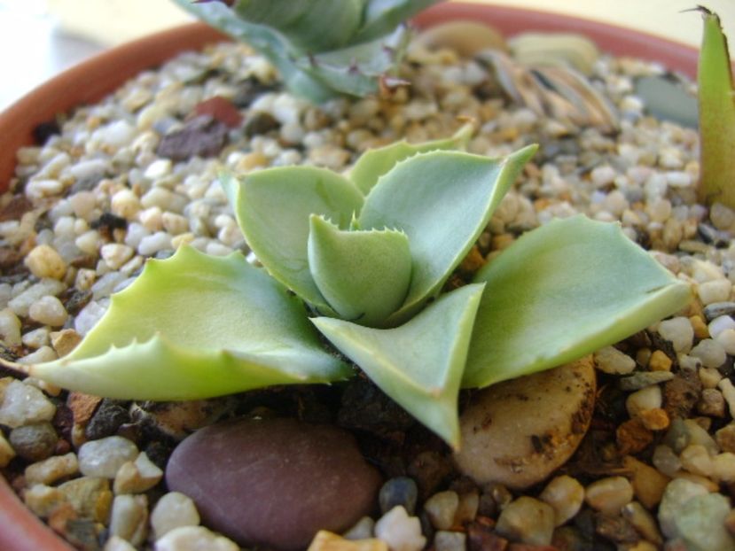 Agave isthmensis cv. Orhi Razin Shirifukurin - Agave si Yucca 2017