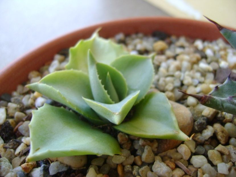 Agave isthmensis cv. Orhi Razin Shirifukurin - Agave si Yucca 2017