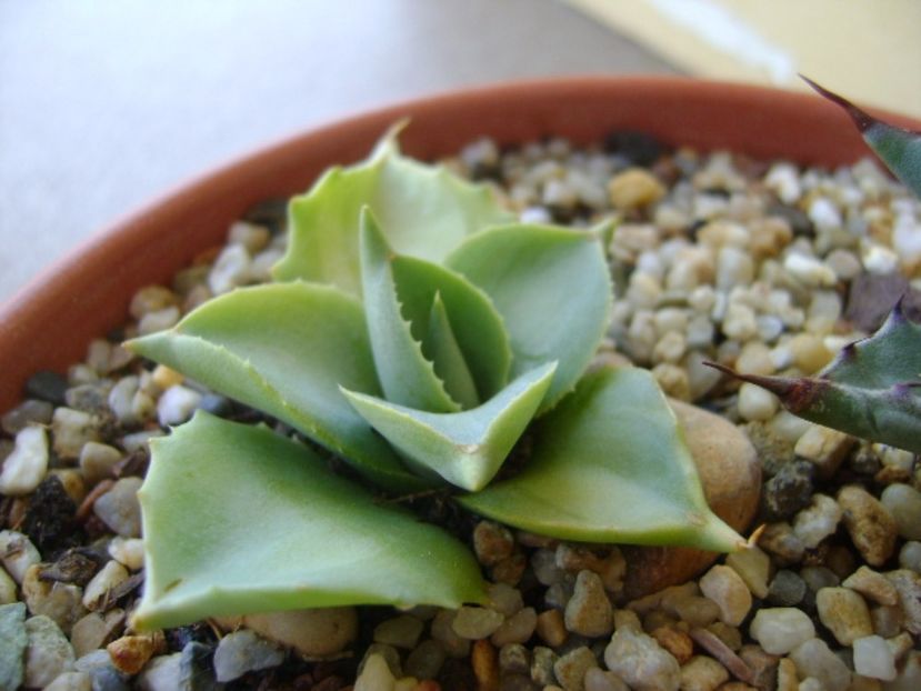 Agave isthmensis cv. Orhi Razin Shirifukurin - Agave si Yucca 2017