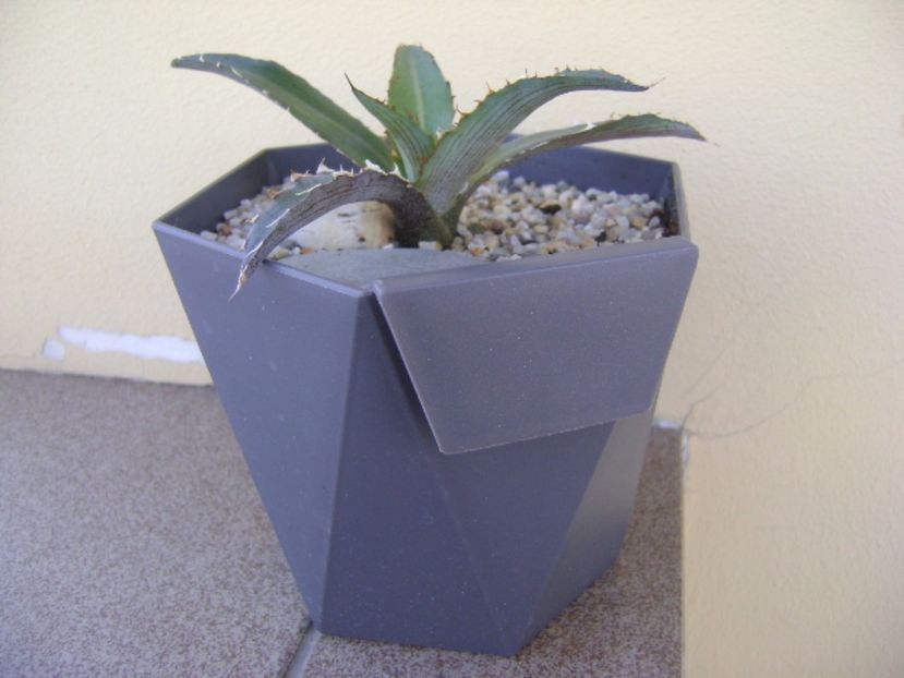 Agave xylonacantha - Agave si Yucca 2017