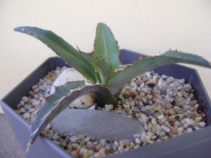 Agave xylonacantha - Agave si Yucca 2017