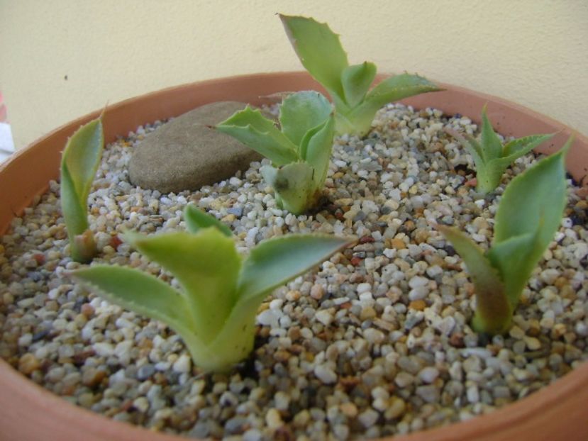 Grup de 6 lastari de agave - Agave si Yucca 2017