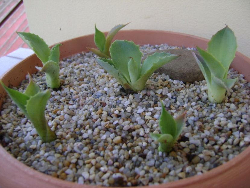 Grup de 6 lastari de agave - Agave si Yucca 2017