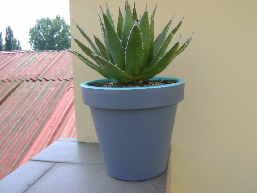 Agave horrida - Agave si Yucca 2017