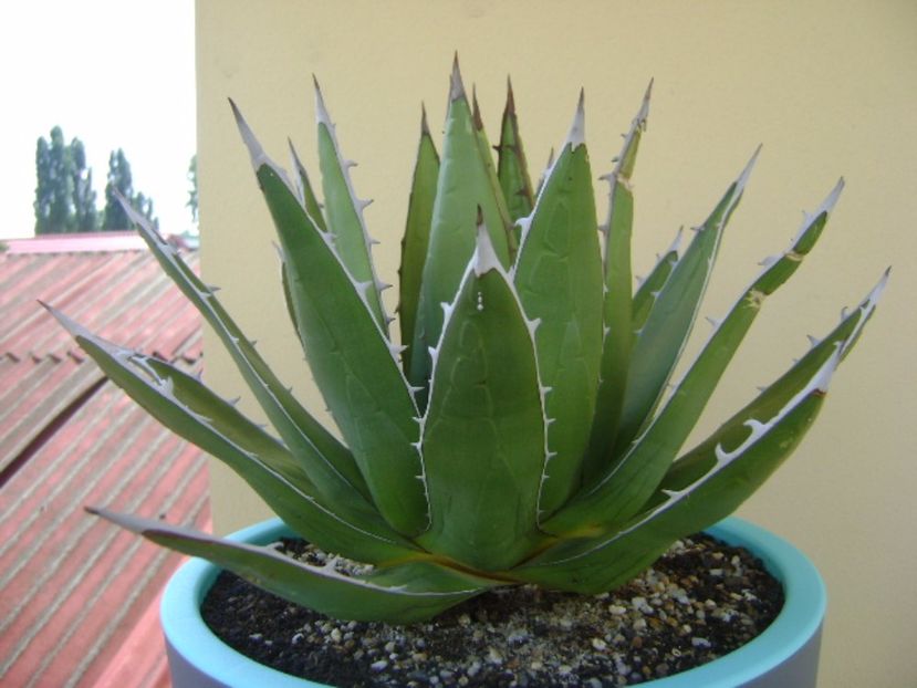 Agave horrida - Agave si Yucca 2017
