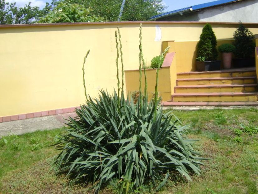 Yucca filamentosa, tije florale - Primavara 2017 bis