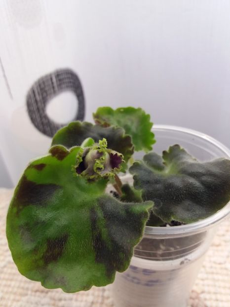 30 mai - Purple Passion Sport