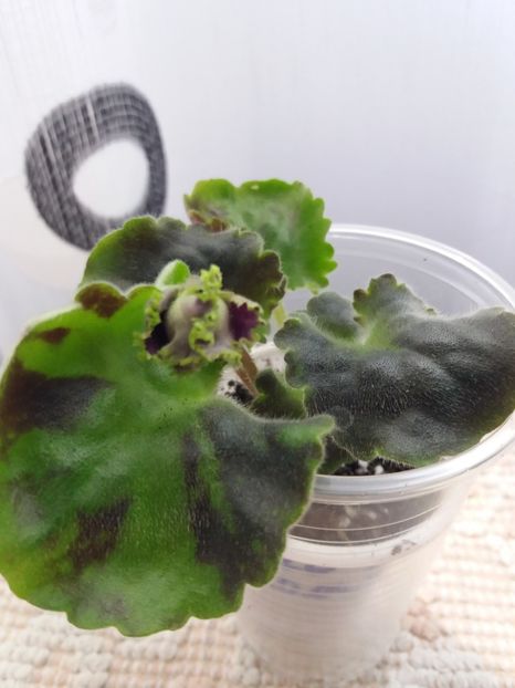 30 mai - Purple Passion Sport