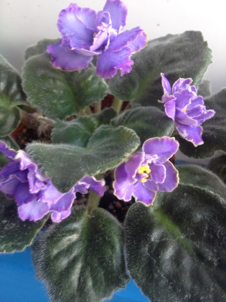image - violete