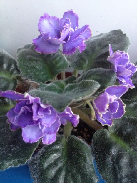 image - violete