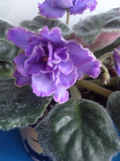 image - violete