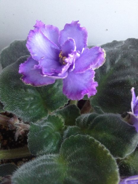 image - violete