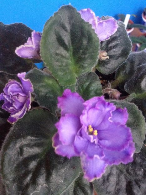 image - violete