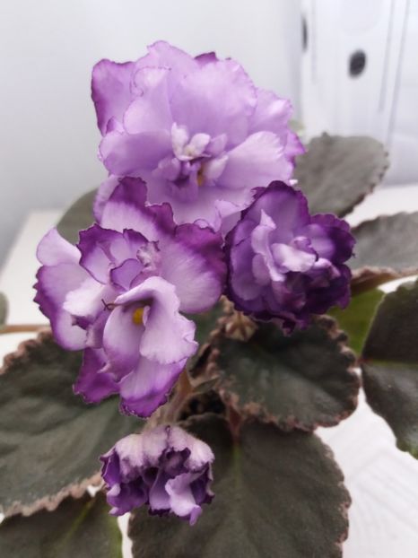 31 mai - ZZ Buckeye Blushing