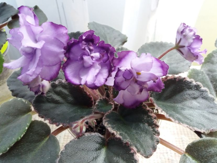 31 mai - ZZ Buckeye Blushing