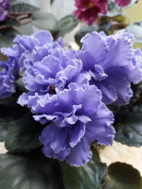 31 mai - ZZ Ruffled Skies