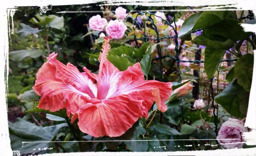 Tahitian Flaming Dragon - H - Hibiscusi