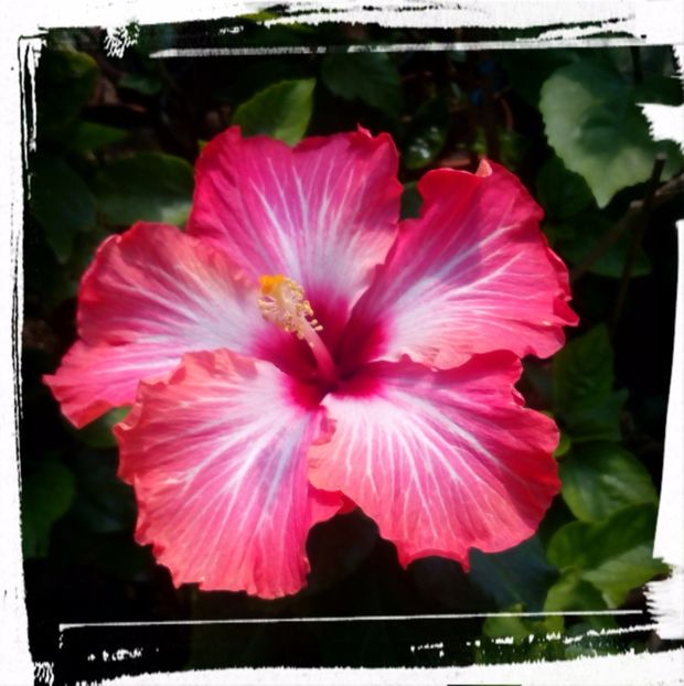 Chariots of Fire - H - Hibiscusi