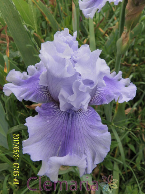 Ascent of Angels (2) - IRISI OFERTA 2017