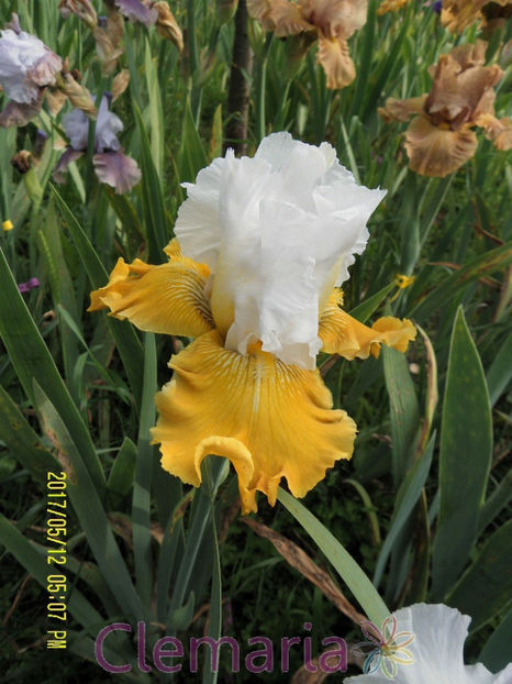 Aura Light - IRISI OFERTA 2017