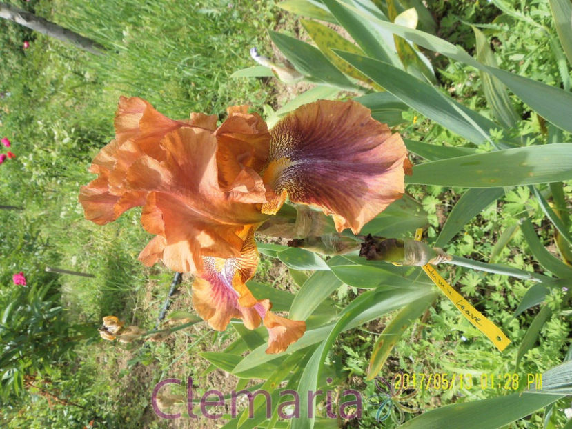 Autumn Leaves - IRISI OFERTA 2017