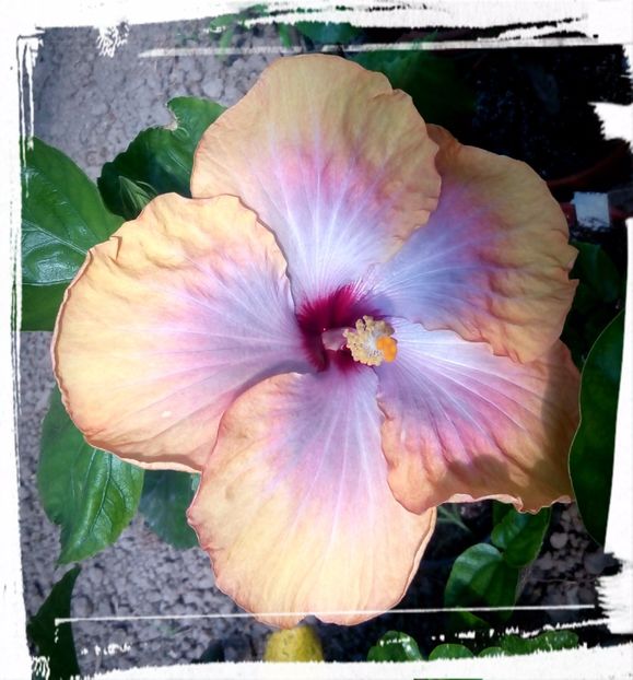 Fifth Dimension - H - Hibiscusi