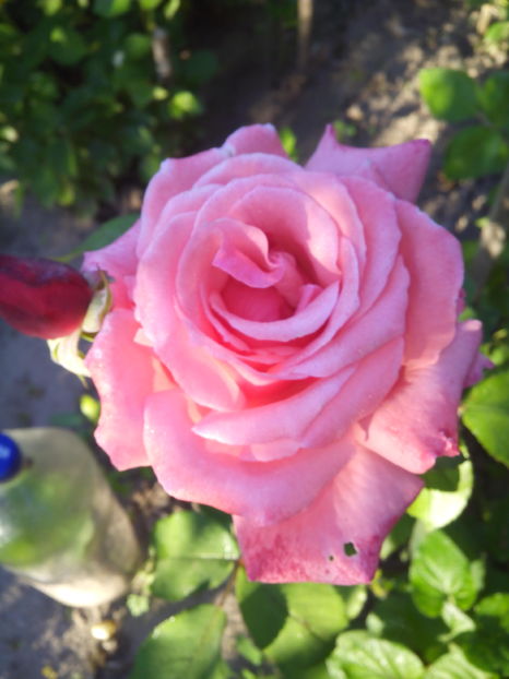  - Flori din gradina 2017