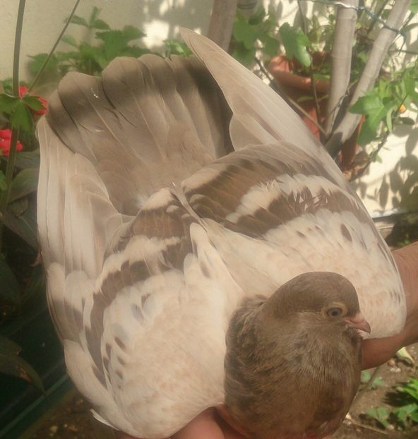  - Zburator Dungat Romanesc 2017