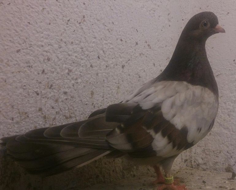  - Zburator Dungat Romanesc 2017