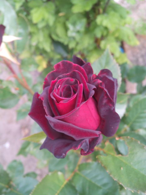  - Flori din gradina 2017