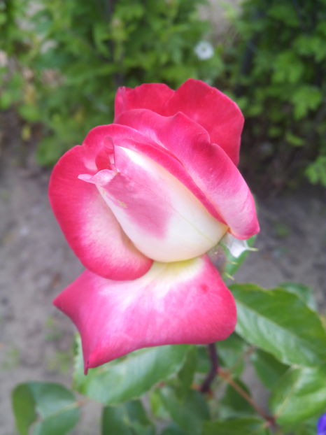  - Flori din gradina 2017