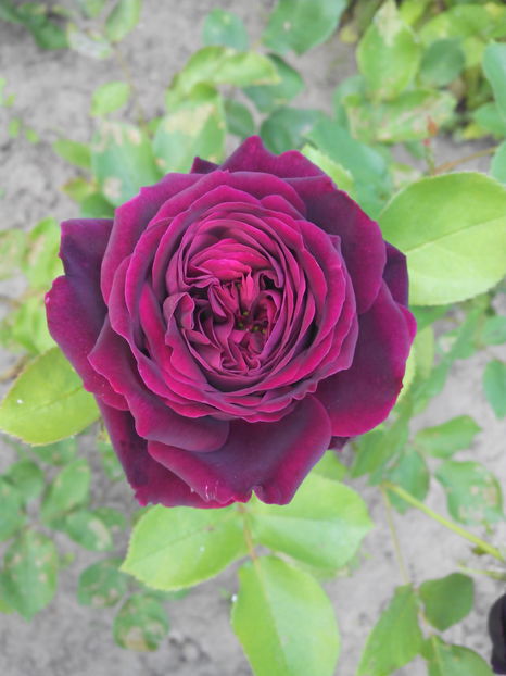  - Flori din gradina 2017