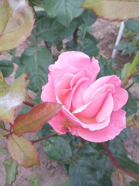  - Flori din gradina 2017