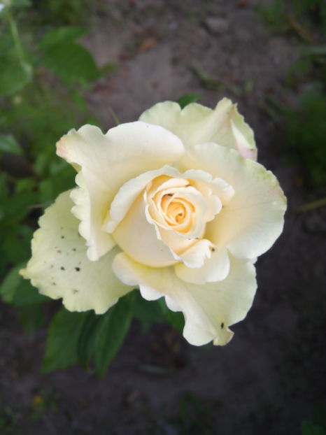  - Flori din gradina 2017