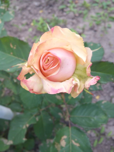  - Flori din gradina 2017