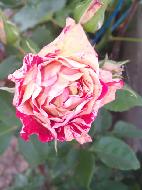  - Flori din gradina 2017