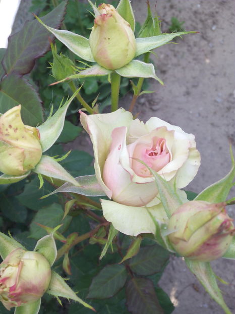  - Flori din gradina 2017