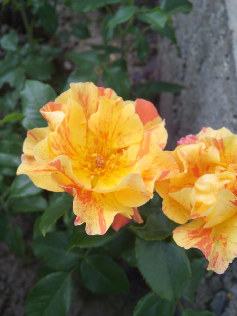  - Flori din gradina 2017