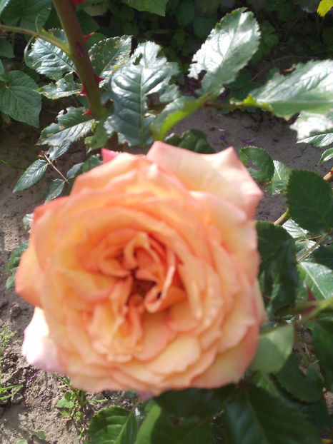  - Flori din gradina 2017