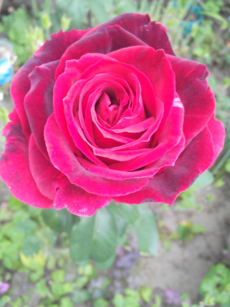  - Flori din gradina 2017