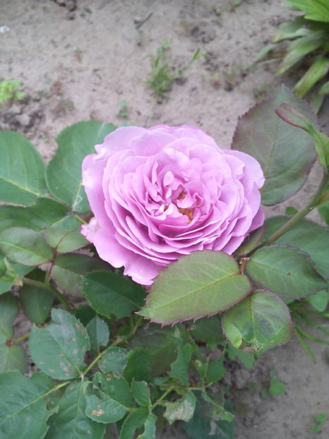  - Flori din gradina 2017