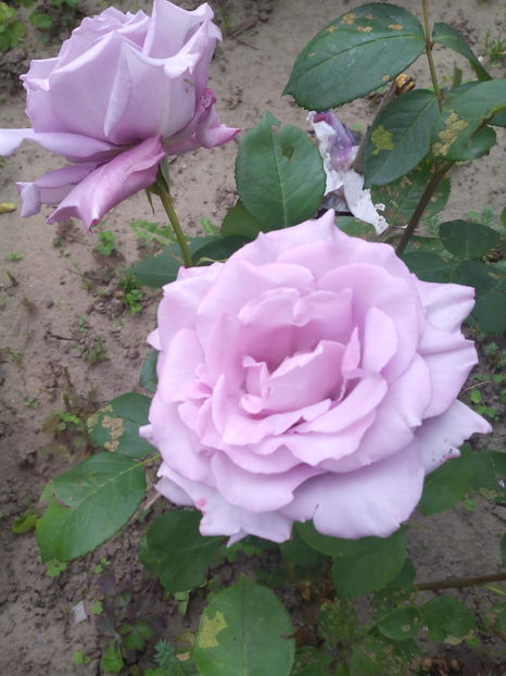  - Flori din gradina 2017