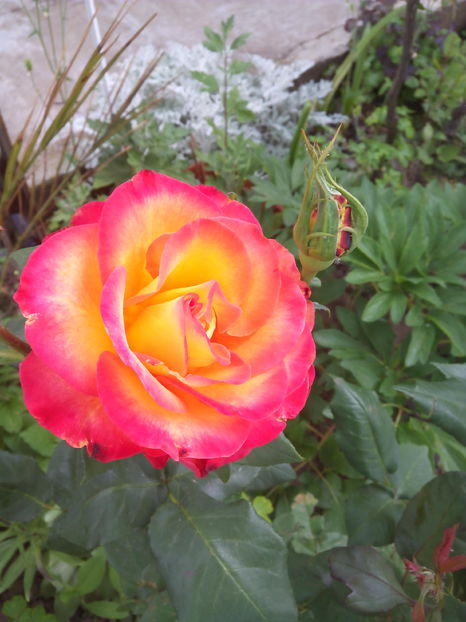  - Flori din gradina 2017