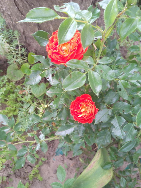  - Flori din gradina 2017